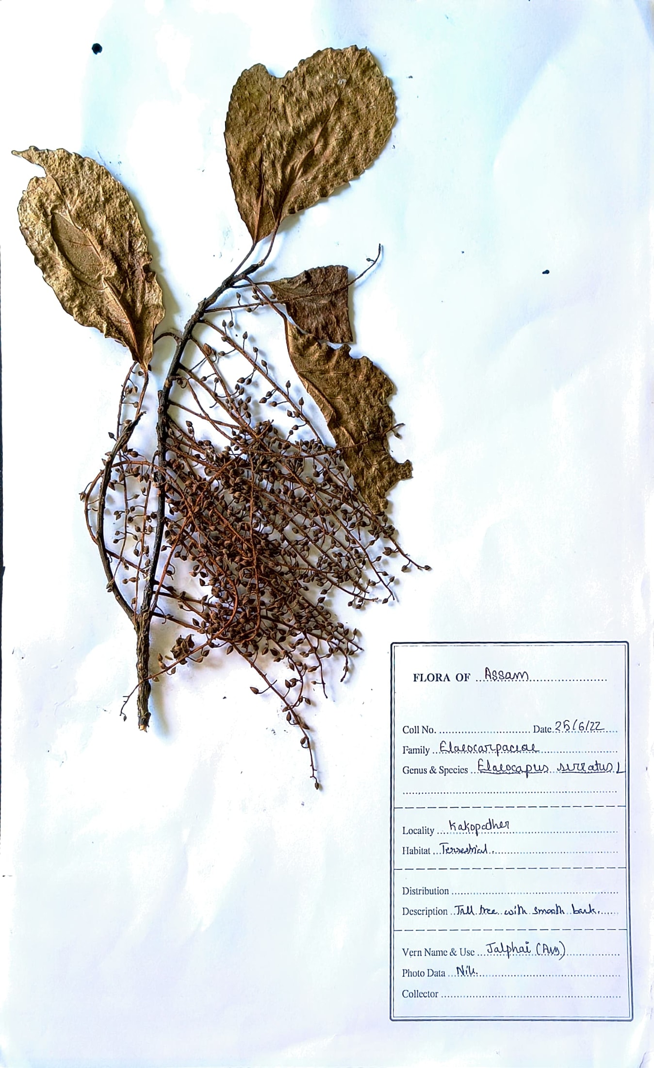 Zolphai (Ass.) (Herbarium)